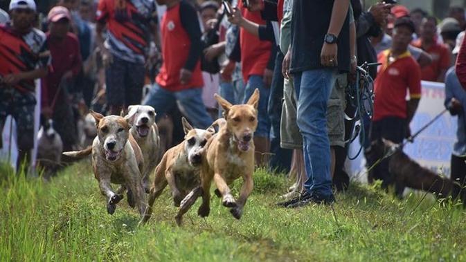 Berburu babi di Kabupaten Agam Sumatera Barat. (Liputan6.com/ Dok Humas Agam)