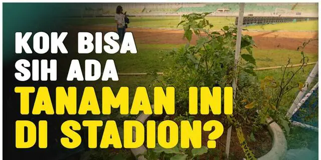 VIDEO: Asal Usul Tanaman Cabai dan Terong di Stadion Gelora Bangkalan, Tempat Persib Juara BRI Liga 1
