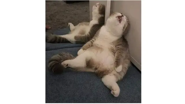 Pose Menggemaskan Kucing Saat Tidur Nyenyak Ini Kocak Banget