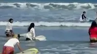 Sejumlah peselancar wanita bermain surfing mengenakan kebaya. (Liputan 6 SCTV)