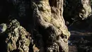 Kondisi batang pohon zaitun tua di Uldecona, Spanyol (6/12). Uldecona terkenal dengan perkebunan zaitun yang luas. (AFP Photo/Jose Jordan)