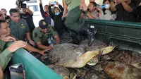 Penyelamatan Puluhan Penyu Hijau di Bali (Dewi Divianta/Liputan6.com)