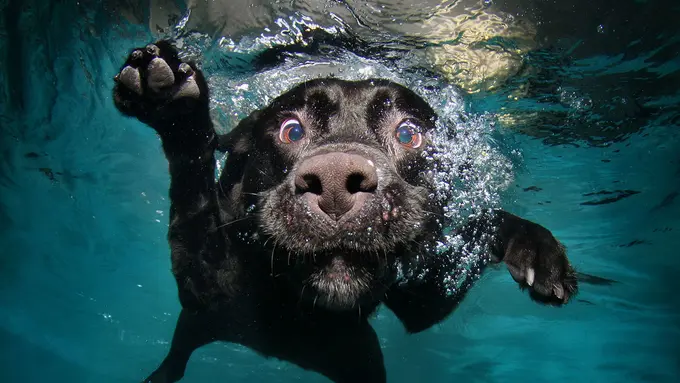 [Bintang] Ekspresi Menggemaskan Anak Anjing di Dalam Air