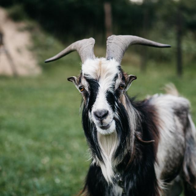 15 Arti Mimpi Kambing Dari Sudut Pandang Primbon Jawa Ragam Bola Com