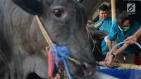Petugas Dinas Peternakan dan Pertanian memeriksa gigi dan kesehatan sapi kurban di Mall Hewan Kurban H. Doni, Depok, Jawa Barat, Senin (29/7/2019). Pemeriksaan guna menjamin kelayakan dan kesehatan medis hewan kurban untuk dikonsumsi pada Idul Adha mendatang. (Liputan6.com/Immanuel Antonius)