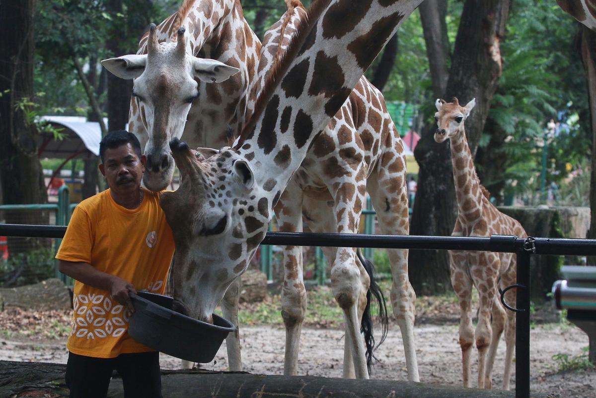 Rajaka, anak jerapah di Taman Margasatwa Ragunan