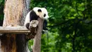 Seekor anak panda raksasa beristirahat di Kebun Binatang Berlin di Berlin, ibu kota Jerman, pada 28 Mei 2020. Kebun Binatang Berlin dibuka kembali untuk umum pada 28 April setelah ditutup selama lebih dari sebulan akibat COVID-19. (Xinhua/Binh Truong)