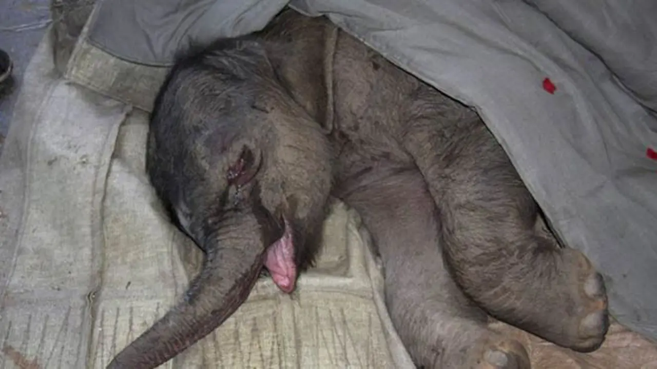 bayi-gajah130916b.jpg