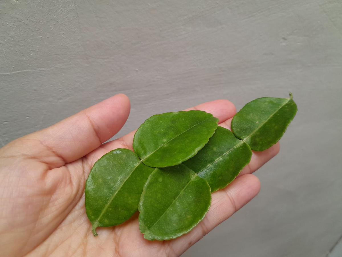 Cara Simpan Daun Jeruk di Freezer agar Awet dan Tidak Mudah Layu