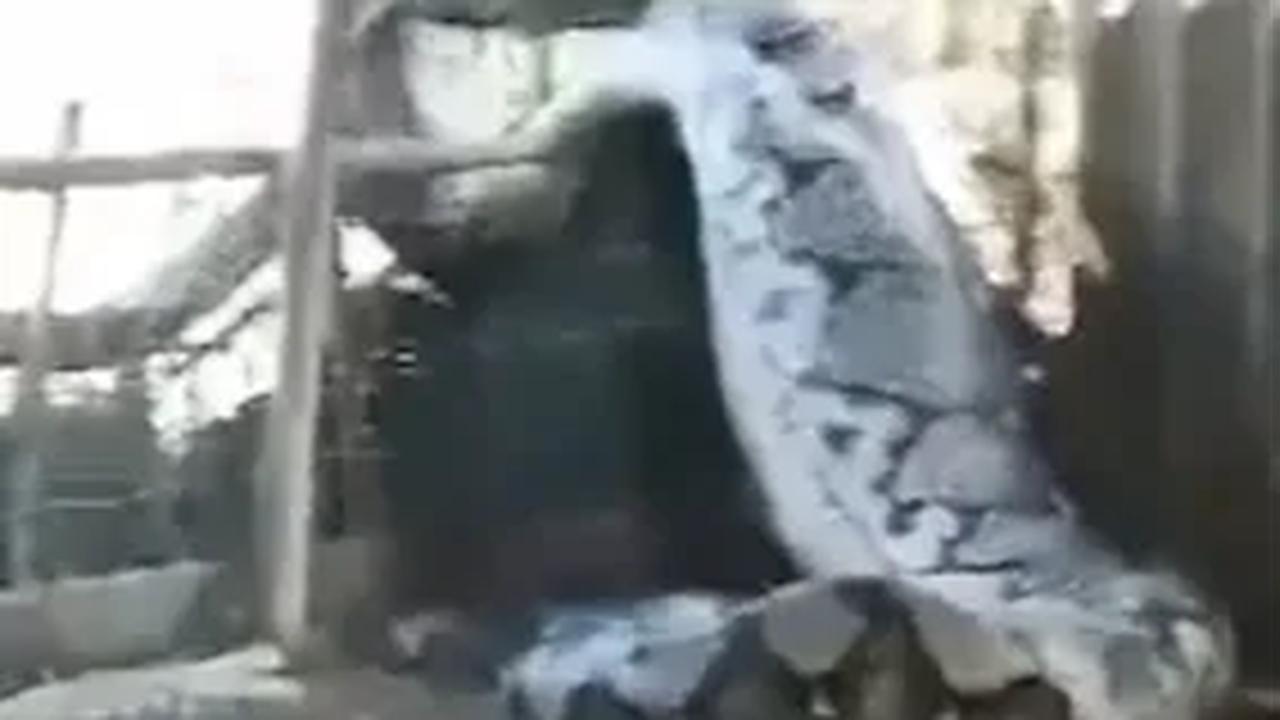 Ular Piton Raksasa Ditangkap