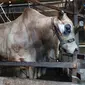 Sapi jenis brahman yang dikurbankan dr Arya Tjipta Sp.BP-RE menjadi salah satu dari 3 ekor sapi dengan ukuran terbesar di Indonesia pada 2022