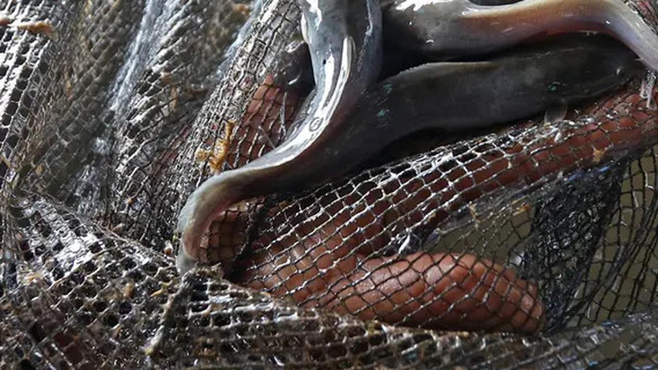 Tak Cuma Dipukul, Mematikan Ikan Lele Ternyata Bisa dengan Garam
