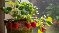 Pohon Buah yang Cepat Berbuah dalam 1 Tahun, Ini Daftarnya yang Bisa Ditanam di Pot