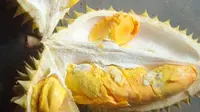 Festival durian khas Gunungkidul akan hadirkan ratusan durian khas dari Gunungkidul.