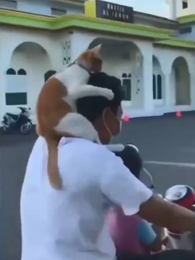 7 Potret Nyeleneh Orang Jalan-Jalan Bareng Kucing Ini Kocak Banget