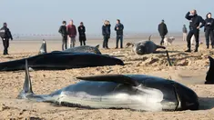 Warga menyaksikan paus pilot yang mati terdampar di Pantai Calais, Prancis, Senin (2/11). Enam dari 10 paus ditemukan sudah mati terdampar di pantai, sedangkan empat ekor paus berhasil diselamatkan petugas dan dikembalikan ke laut. (AFP/ Denis Charlet)