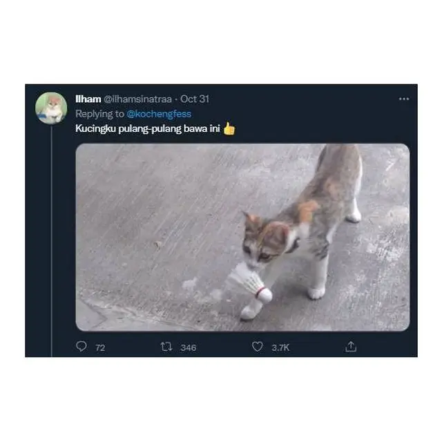 7 Potret Kucing Pulang Ke Rumah Majikan Bawa Oleh-Oleh Ini Bikin Kaget