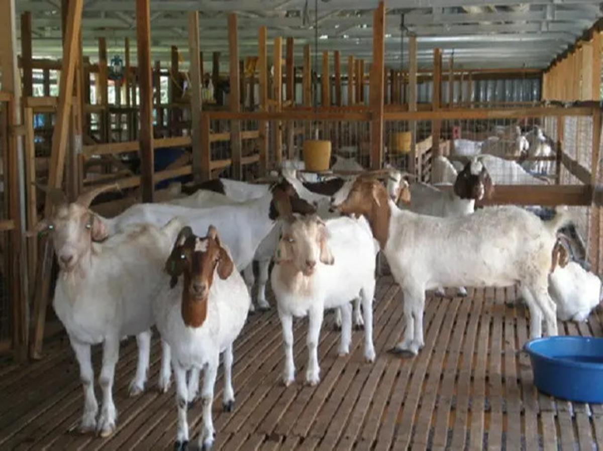 Berkurban Seekor Kambing Pahalanya untuk 1 Keluarga, Syaratnya Begini