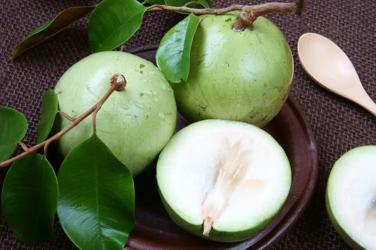 buah sawo duren