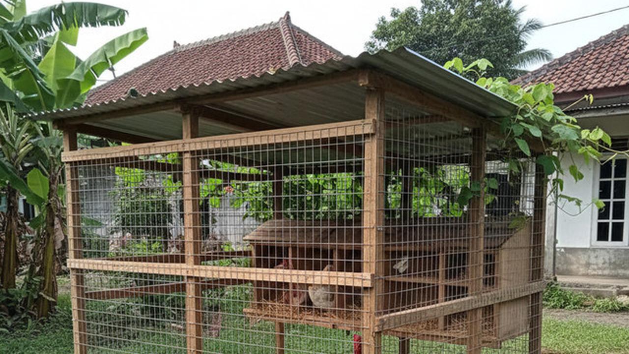 7 Ide Kandang Ternak Ayam 2x2 di Halaman Belakang untuk Ketahanan Pangan Keluarga