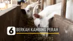 VIDEO: Bisnis Kambing Perah