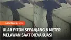 Warga Makassar digegerkan oleh penemuan seekor ular piton sepanjang 8 meter yang bersembunyi di plafon rumah warga. Proses evakuasi ular yang berukuran besar ini berlangsung dramatis, karena sang ular sempat melawan.