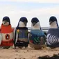 Di Phillip Island terdapat 32.000 penguin kecil yang membutuhkan sweater.