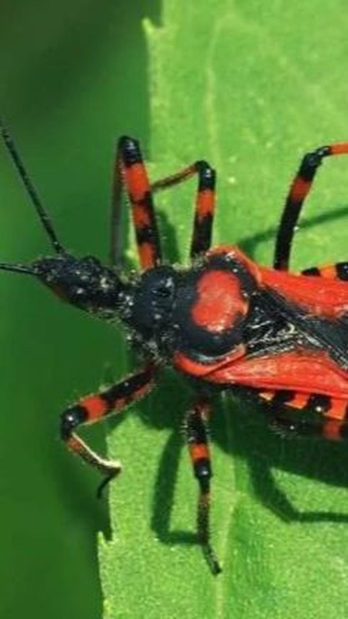5. Kepik Predator