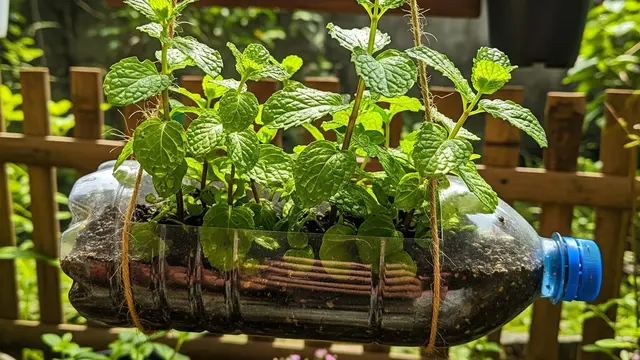 13 Jenis Tanaman Pangan yang Mudah Tumbuh di Botol Bekas