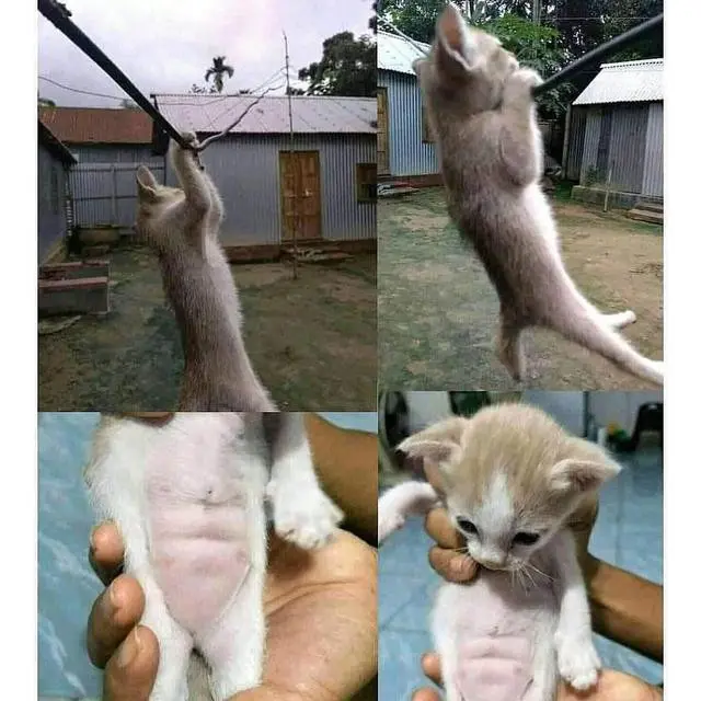 6 Tingkah Lucu Hewan saat Olahraga Ini Bikin Atlet Senyum