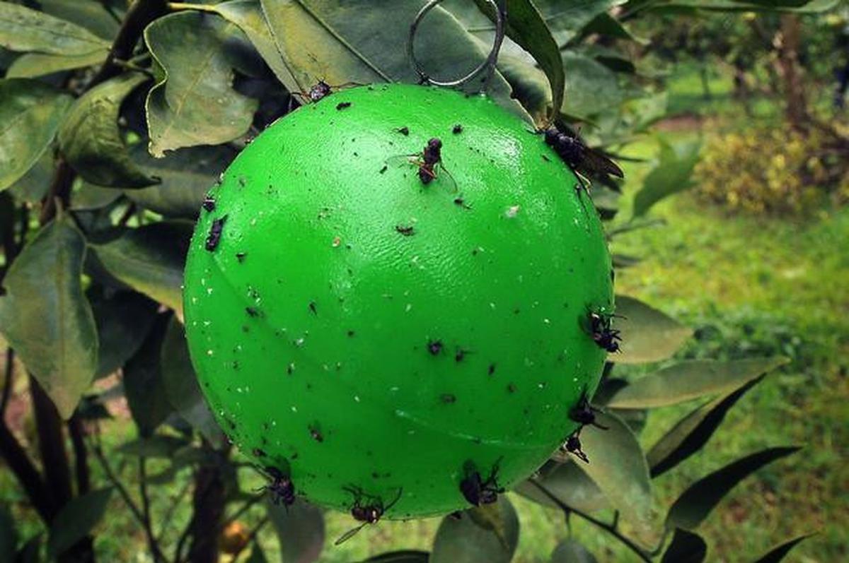 7 Tanda Tanaman Buah Kelebihan Air, Banyak yang Salah Menyiram