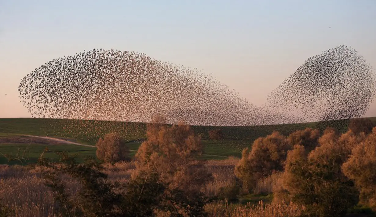 Sekitar 3.000 burung jalak terbang melakukan migrasi dalam berbagai formasi terlihat di langit dekat kota Rahat, selatan Israel, Senin (2/2/2015). (AFP Photo/Menahem Kahana)