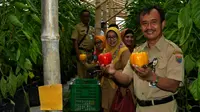 Panen paprika di perbukitan Desa Deles, Kecamatan Bawang, Batang, Jawa Tengah. (Liputan6.com/Fajar Eko Nugroho)