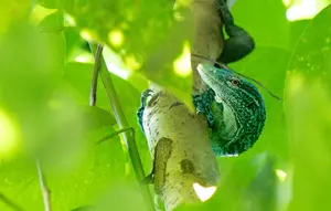 Biawak Pohon Biru, Reptil Langka dari Indonesia yang Punya Ekor Istimewa
