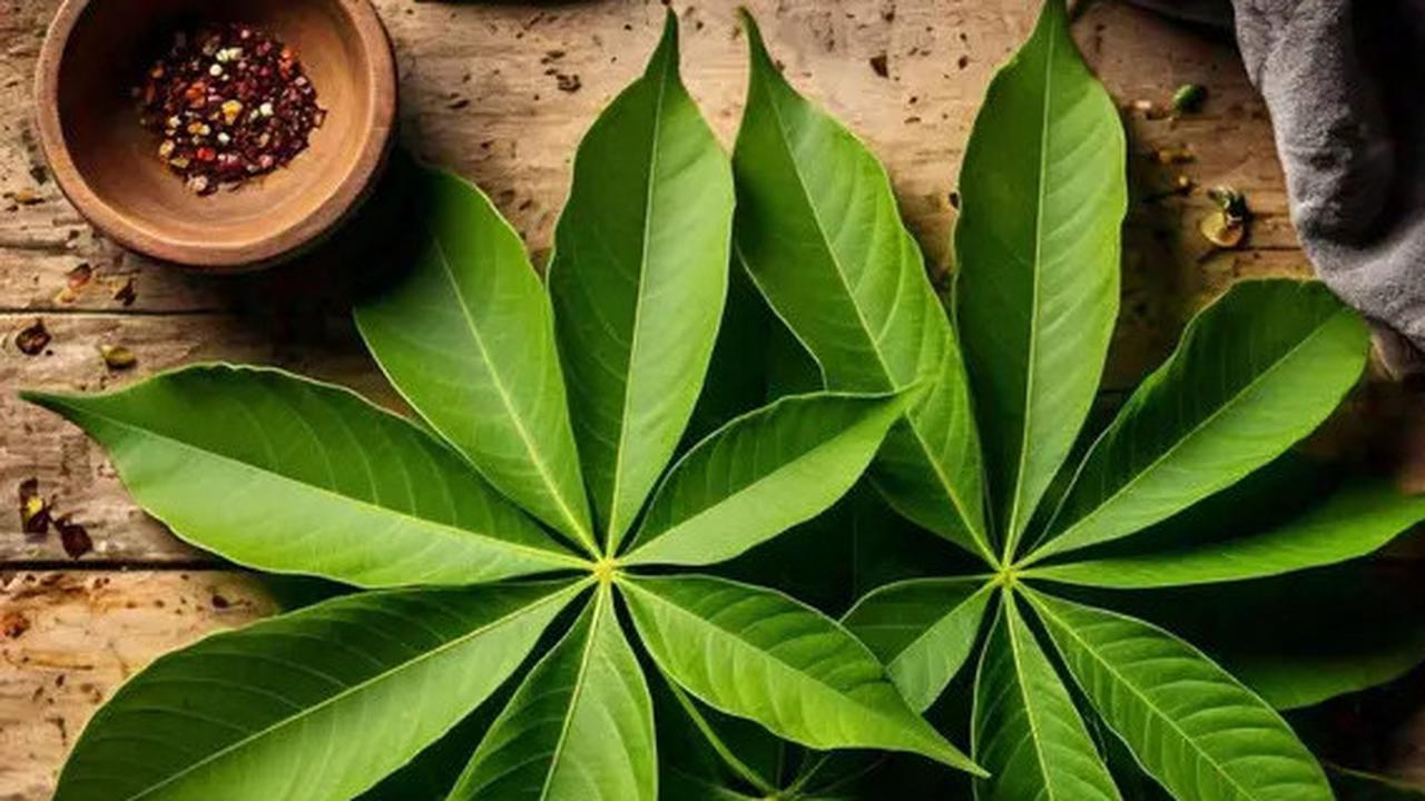 Apakah Daun Singkong Menyebabkan Asam Urat? Ini Faktanya yang Harus Dipahami