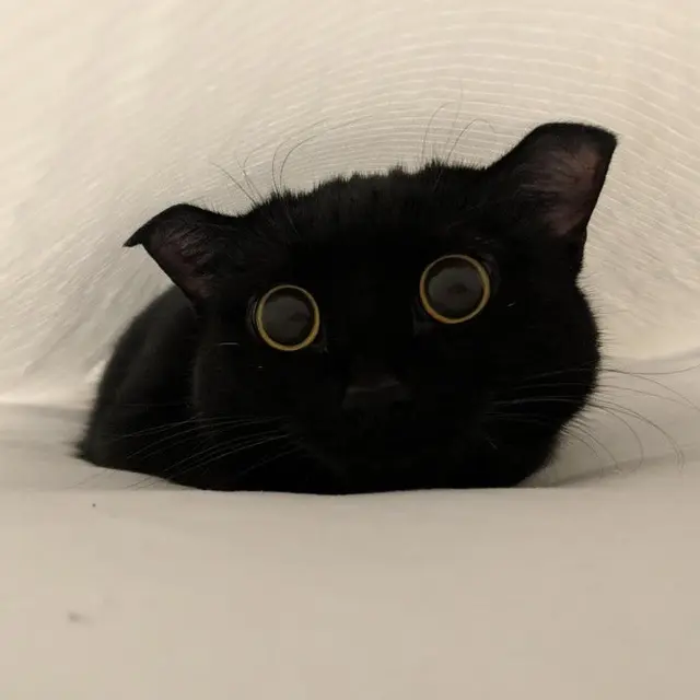 kucing lucu