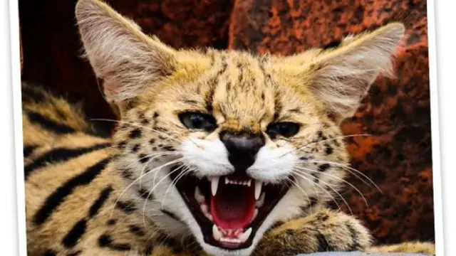 Serval