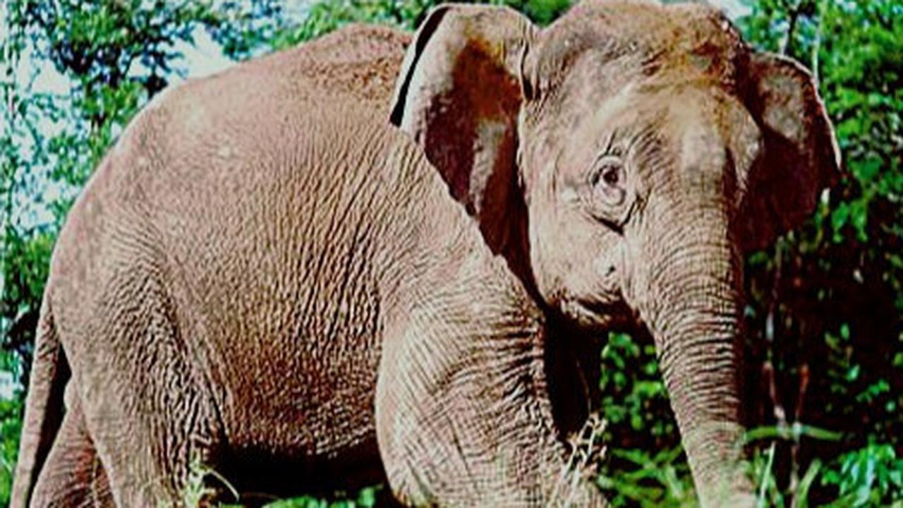 Mengapa Gajah di Kalimantan Berbadan Kecil? Ini Penjelasannya
