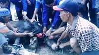 Hewan Ternak sapi menjadi salah satu hewan yang sering dikurbankan saat Idhul Adha (dok.humas Palembang DPC Partai Demokrat/ Nefri Inge)