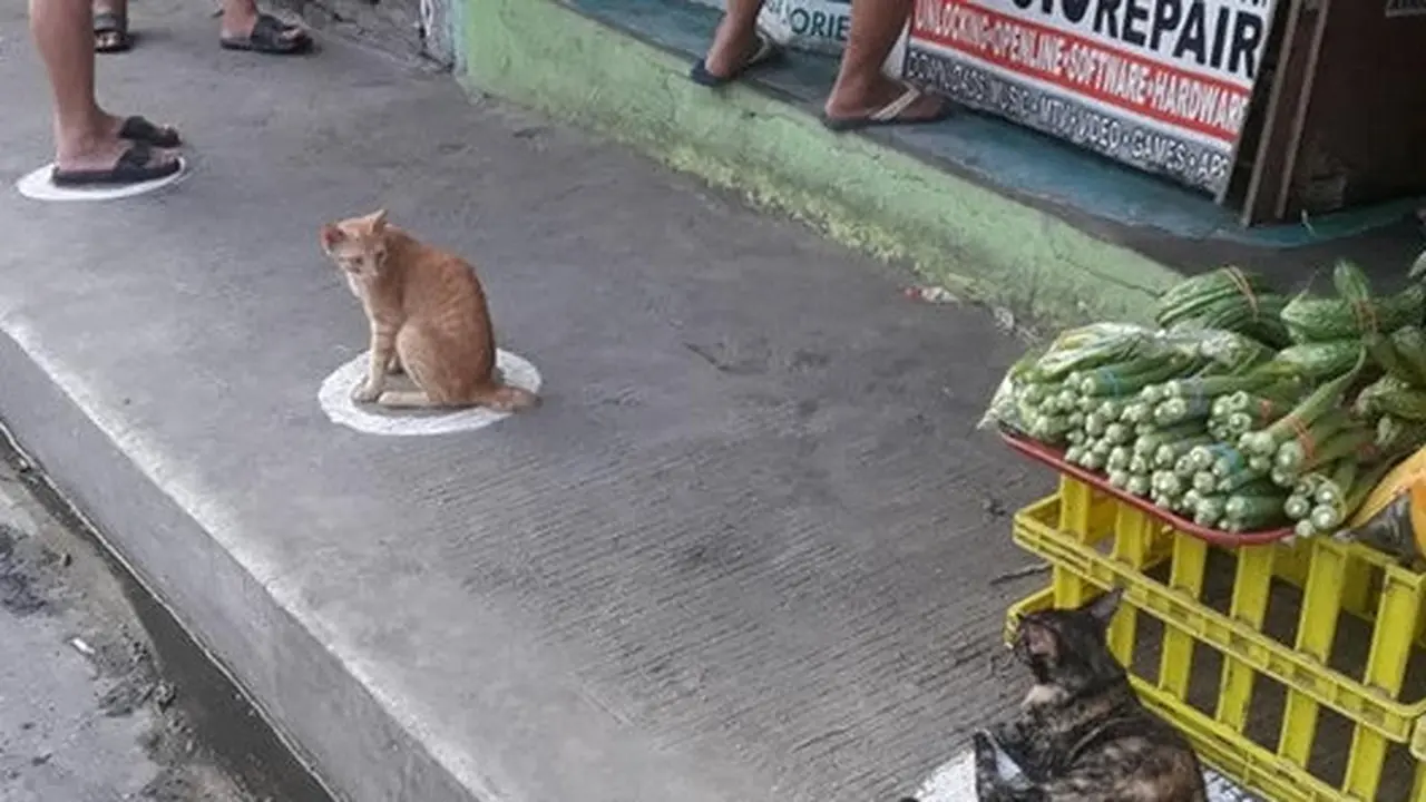 kucing di Filipina jalani physical distancing