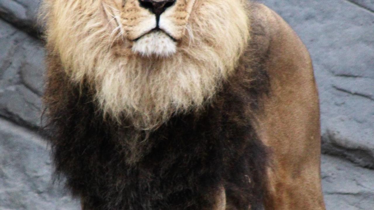 13. Singa<br>