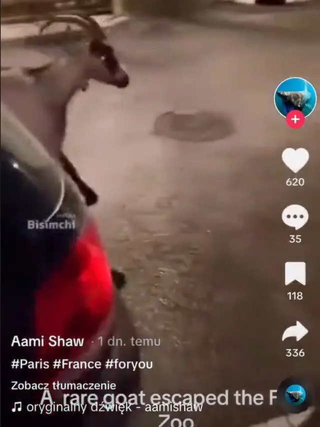 Momen Hewan Berkeliaran di Tengah Kota, Ngeri Seperti Film Jumanji