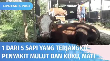 Kasus penyakit mulut dan kuku pada hewan ternak terus terjadi di berbagai daerah. Di Jombang, satu dari lima ekor sapi mati akibat terjangkit PMK. Sedangkan di Lombok Tengah, puluhan ekor sapi diduga suspek PMK sehingga kehilangan nafsu makan.