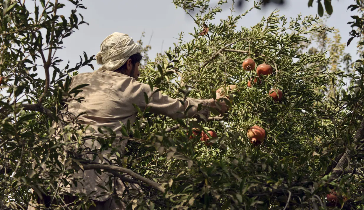 Seorang pekerja memanen buah delima dari pohon di desa Mazara di distrik Arghandab, Kandahar (5/10/20210). Banyak warga Afghanistan yang membudidayakan buah ini sebagai mata pencarian utama. (AFP/ Javed Tanveer)