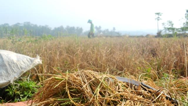 Panen masa Sadon, atau masa tanam kedua 2018 tak bagus. Gabah tak terisi penuh atau gabeng akibat kekurangan air. (Foto: Liputan6.com/Muhamad Ridlo)