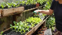 Cara Membuat Kebun Sayur Lahan Sempit dengan Media Tanam Arang Sekam, Panduan Lengkap Tanpa Ribet