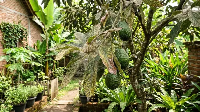 Hama yang Sering Menyerang Tanaman Alpukat