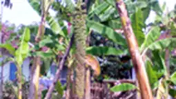 liputan6