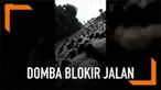 Aksi kawanan domba yang blokir jalan di Naples, Italia, terekam kamera seorang pengendara mobil. Akibatnya, para pengendara mobil pun terjebak dan tak dapat melanjutkan perjalanannya.
