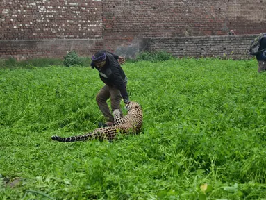 Seekor macan tutul menyerang pria India setelah ditemukan memasuki daerah perkampungan di Jalandhar, Kamis (31/1). Macan tutul yang ketakutan itu mengamuk dan menyerang warga dan mengakibatkan enam orang terluka. (AP Photo)